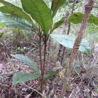 Semecarpus subpeltatus Thwaites